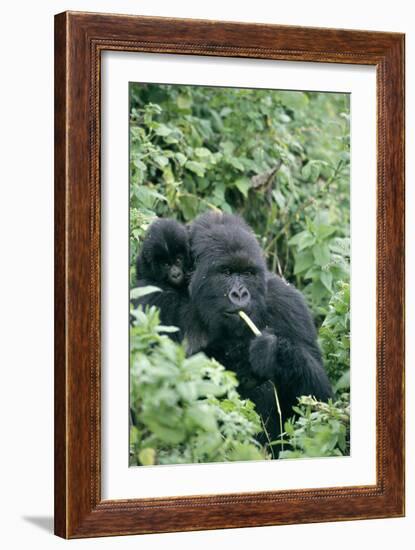 Mountain Gorilla And Infant-Tony Camacho-Framed Photographic Print