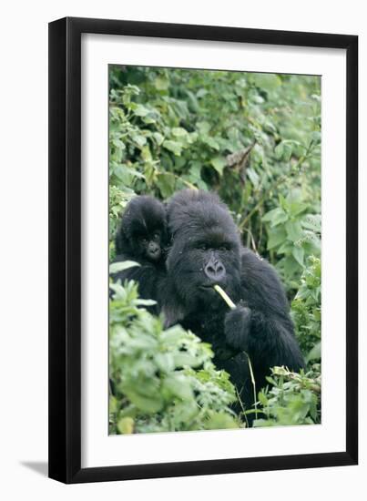 Mountain Gorilla And Infant-Tony Camacho-Framed Photographic Print