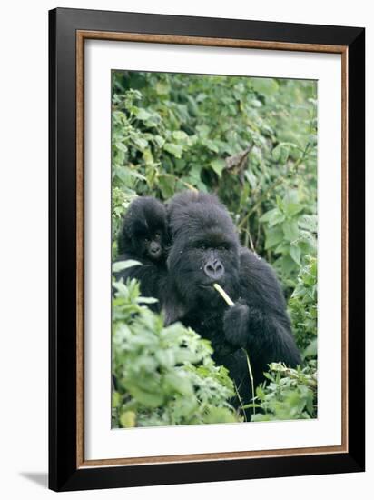 Mountain Gorilla And Infant-Tony Camacho-Framed Photographic Print