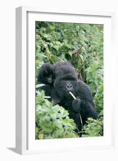 Mountain Gorilla And Infant-Tony Camacho-Framed Photographic Print