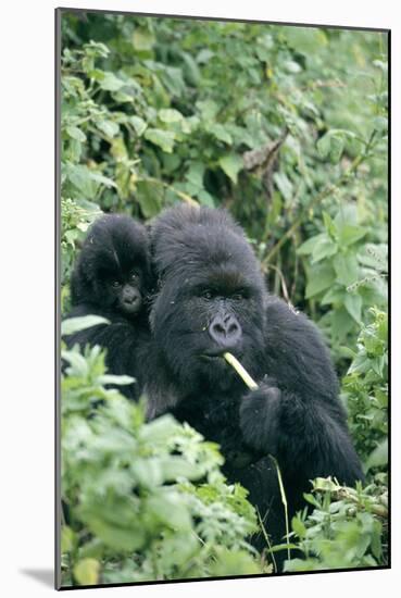 Mountain Gorilla And Infant-Tony Camacho-Mounted Photographic Print