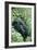 Mountain Gorilla And Infant-Tony Camacho-Framed Photographic Print