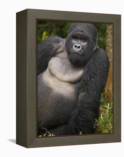 Mountain Gorilla and No 2 Silverback, Kwitonda Group, the Buffalo Wall, Akarevuro, Rwanda-Ralph H. Bendjebar-Framed Premier Image Canvas