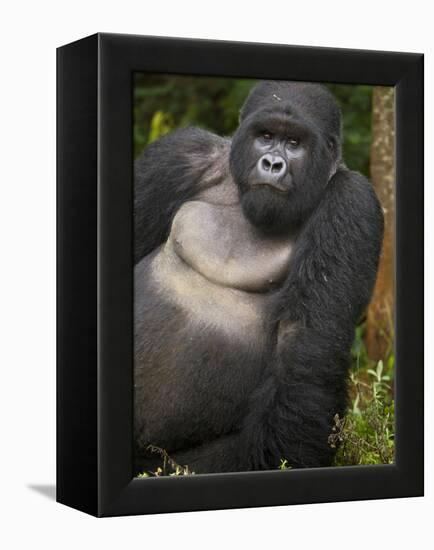 Mountain Gorilla and No 2 Silverback, Kwitonda Group, the Buffalo Wall, Akarevuro, Rwanda-Ralph H. Bendjebar-Framed Premier Image Canvas