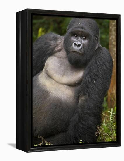 Mountain Gorilla and No 2 Silverback, Kwitonda Group, the Buffalo Wall, Akarevuro, Rwanda-Ralph H. Bendjebar-Framed Premier Image Canvas