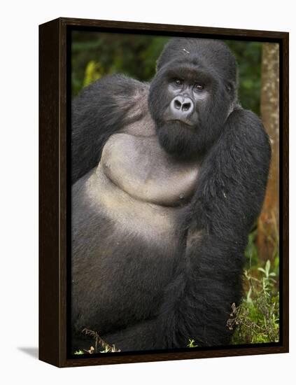 Mountain Gorilla and No 2 Silverback, Kwitonda Group, the Buffalo Wall, Akarevuro, Rwanda-Ralph H. Bendjebar-Framed Premier Image Canvas