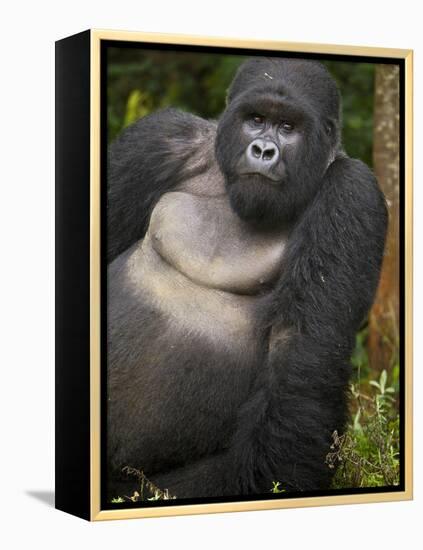 Mountain Gorilla and No 2 Silverback, Kwitonda Group, the Buffalo Wall, Akarevuro, Rwanda-Ralph H. Bendjebar-Framed Premier Image Canvas