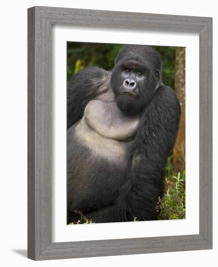 Mountain Gorilla and No 2 Silverback, Kwitonda Group, the Buffalo Wall, Akarevuro, Rwanda-Ralph H. Bendjebar-Framed Photographic Print