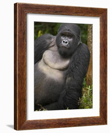 Mountain Gorilla and No 2 Silverback, Kwitonda Group, the Buffalo Wall, Akarevuro, Rwanda-Ralph H. Bendjebar-Framed Photographic Print
