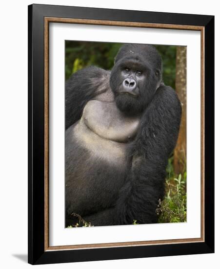 Mountain Gorilla and No 2 Silverback, Kwitonda Group, the Buffalo Wall, Akarevuro, Rwanda-Ralph H. Bendjebar-Framed Photographic Print