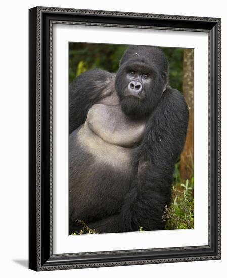 Mountain Gorilla and No 2 Silverback, Kwitonda Group, the Buffalo Wall, Akarevuro, Rwanda-Ralph H. Bendjebar-Framed Photographic Print