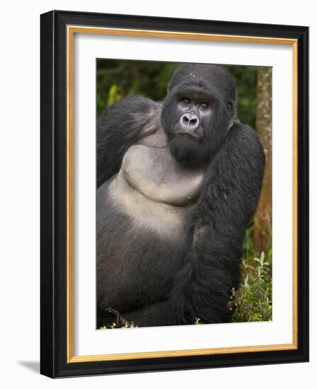 Mountain Gorilla and No 2 Silverback, Kwitonda Group, the Buffalo Wall, Akarevuro, Rwanda-Ralph H. Bendjebar-Framed Photographic Print