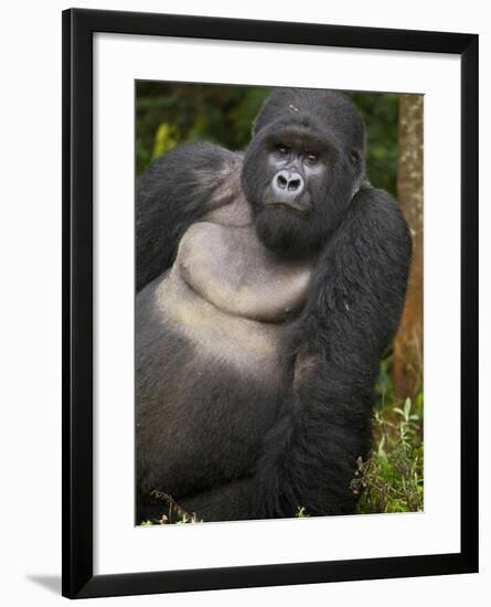 Mountain Gorilla and No 2 Silverback, Kwitonda Group, the Buffalo Wall, Akarevuro, Rwanda-Ralph H. Bendjebar-Framed Photographic Print