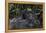 Mountain gorilla baby. Bwindi Impenetrable Forest. Uganda-Roger De La Harpe-Framed Premier Image Canvas