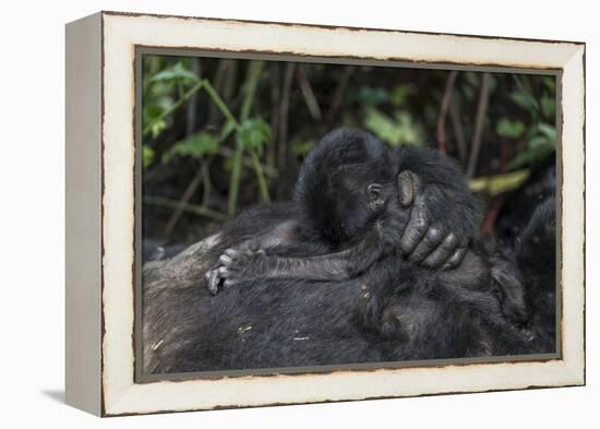 Mountain gorilla baby. Bwindi Impenetrable Forest. Uganda-Roger De La Harpe-Framed Premier Image Canvas