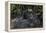 Mountain gorilla baby. Bwindi Impenetrable Forest. Uganda-Roger De La Harpe-Framed Premier Image Canvas