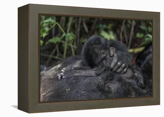 Mountain gorilla baby. Bwindi Impenetrable Forest. Uganda-Roger De La Harpe-Framed Premier Image Canvas