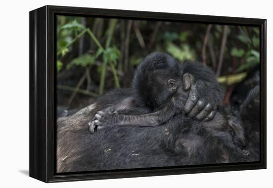 Mountain gorilla baby. Bwindi Impenetrable Forest. Uganda-Roger De La Harpe-Framed Premier Image Canvas