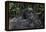 Mountain gorilla baby. Bwindi Impenetrable Forest. Uganda-Roger De La Harpe-Framed Premier Image Canvas