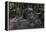 Mountain gorilla baby. Bwindi Impenetrable Forest. Uganda-Roger De La Harpe-Framed Premier Image Canvas