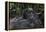 Mountain gorilla baby. Bwindi Impenetrable Forest. Uganda-Roger De La Harpe-Framed Premier Image Canvas