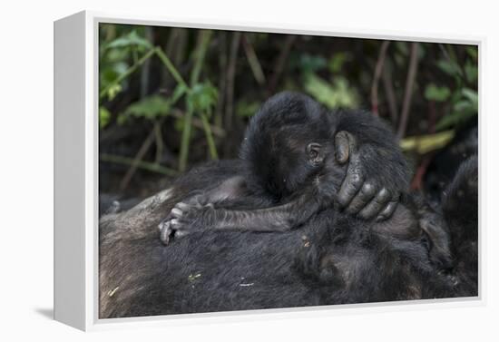 Mountain gorilla baby. Bwindi Impenetrable Forest. Uganda-Roger De La Harpe-Framed Premier Image Canvas