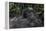 Mountain gorilla baby. Bwindi Impenetrable Forest. Uganda-Roger De La Harpe-Framed Premier Image Canvas