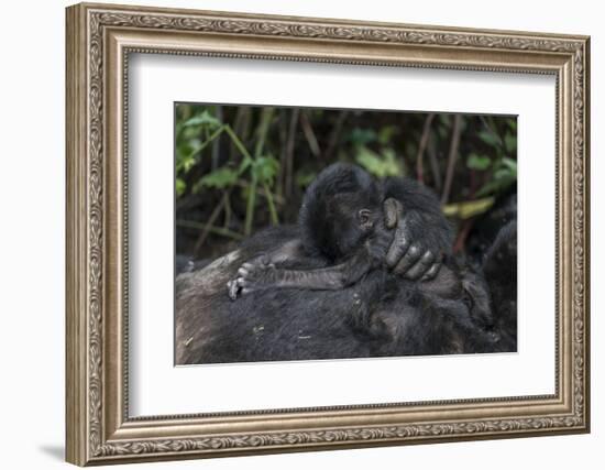 Mountain gorilla baby. Bwindi Impenetrable Forest. Uganda-Roger De La Harpe-Framed Photographic Print