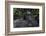 Mountain gorilla baby. Bwindi Impenetrable Forest. Uganda-Roger De La Harpe-Framed Photographic Print