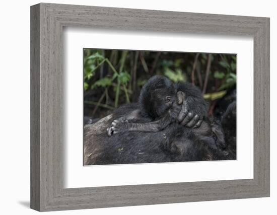 Mountain gorilla baby. Bwindi Impenetrable Forest. Uganda-Roger De La Harpe-Framed Photographic Print