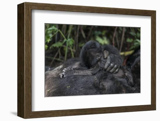 Mountain gorilla baby. Bwindi Impenetrable Forest. Uganda-Roger De La Harpe-Framed Photographic Print