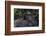 Mountain gorilla baby. Bwindi Impenetrable Forest. Uganda-Roger De La Harpe-Framed Photographic Print