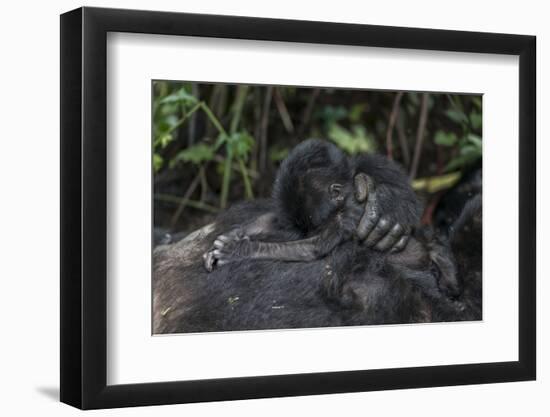 Mountain gorilla baby. Bwindi Impenetrable Forest. Uganda-Roger De La Harpe-Framed Photographic Print