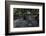 Mountain gorilla baby. Bwindi Impenetrable Forest. Uganda-Roger De La Harpe-Framed Photographic Print