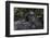 Mountain gorilla baby. Bwindi Impenetrable Forest. Uganda-Roger De La Harpe-Framed Photographic Print