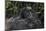 Mountain gorilla baby. Bwindi Impenetrable Forest. Uganda-Roger De La Harpe-Mounted Photographic Print