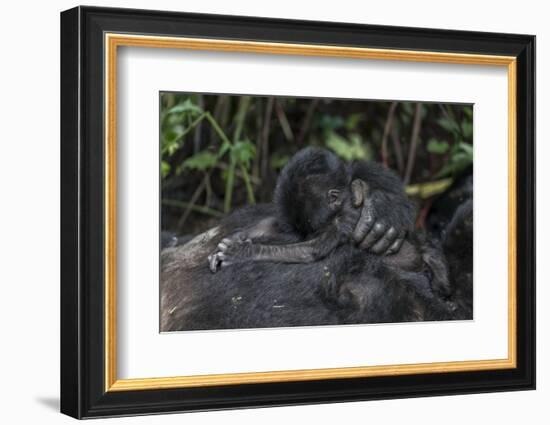 Mountain gorilla baby. Bwindi Impenetrable Forest. Uganda-Roger De La Harpe-Framed Photographic Print