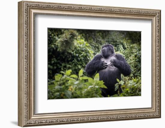 Mountain gorilla blackback, Volcanoes NP, Rwanda-Christophe Courteau-Framed Photographic Print