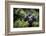 Mountain gorilla blackback, Volcanoes NP, Rwanda-Christophe Courteau-Framed Photographic Print