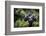 Mountain gorilla blackback, Volcanoes NP, Rwanda-Christophe Courteau-Framed Photographic Print