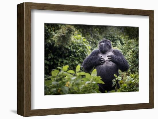 Mountain gorilla blackback, Volcanoes NP, Rwanda-Christophe Courteau-Framed Photographic Print