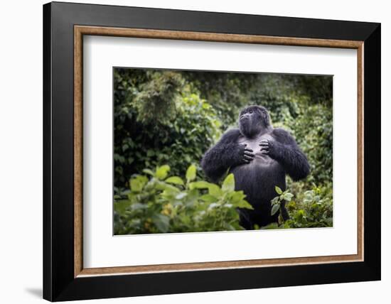 Mountain gorilla blackback, Volcanoes NP, Rwanda-Christophe Courteau-Framed Photographic Print