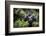 Mountain gorilla blackback, Volcanoes NP, Rwanda-Christophe Courteau-Framed Photographic Print