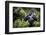 Mountain gorilla blackback, Volcanoes NP, Rwanda-Christophe Courteau-Framed Photographic Print