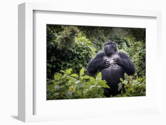 Mountain gorilla blackback, Volcanoes NP, Rwanda-Christophe Courteau-Framed Photographic Print