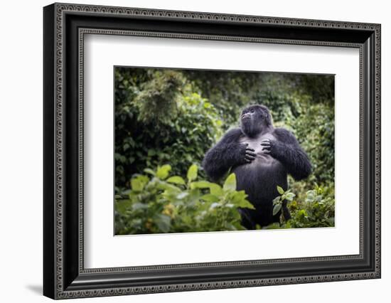 Mountain gorilla blackback, Volcanoes NP, Rwanda-Christophe Courteau-Framed Photographic Print