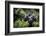 Mountain gorilla blackback, Volcanoes NP, Rwanda-Christophe Courteau-Framed Photographic Print