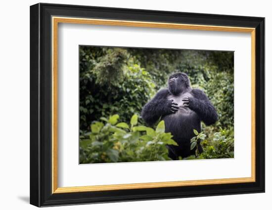 Mountain gorilla blackback, Volcanoes NP, Rwanda-Christophe Courteau-Framed Photographic Print