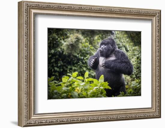 Mountain gorilla blackback, Volcanoes NP, Rwanda-Christophe Courteau-Framed Photographic Print