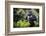 Mountain gorilla blackback, Volcanoes NP, Rwanda-Christophe Courteau-Framed Photographic Print